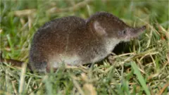 A shrew
