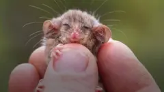 Pigmejski oposum u ljudskoj ruci