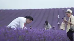 라벤더 농장 수입