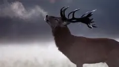 Red deer stag
