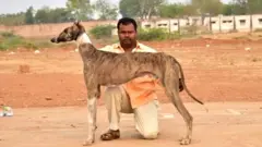 ਮੁਧੋਲ ਕੁੱਤੇ