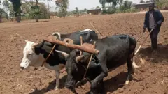 Qonnaan bulaa