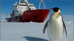криголам