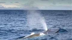 Blue whale