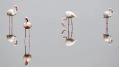 Flamingos gather as they feed at Lake Magadi, Kenya, 12 February.