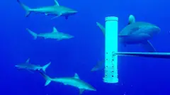 சுறாக்கள் ஒன்றுகூடும் கடலடி மலைகளுக்கு இழுவை மீன் பிடிப்பால் என்ன ஆபத்து?