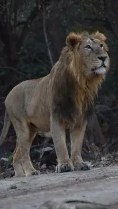 ઊનામાં સિંહનો રેસ્ક્યૂ, ગીર સોમનાથ જીલ્લો, સિંહનો વિવાદ, બીબીસી ગુજરાતી