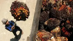 Ilustrasi: Seorang pekerja memanen buah pohon kelapa sawit di perkebunan sawit.