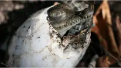 Eclosion d'un oeuf de crocodile