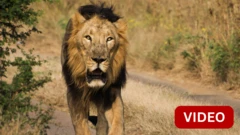 LION WALKING