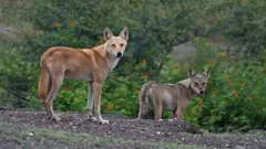 વર્ણશંકર પ્રાણી કૂતરા અને વરુમાંથી તૈયાર થયેલું હાઈબ્રિડ પ્રાણી હોય છે