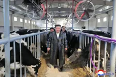 Kim Jong-un camina sonriente entre vacas en un establo. Le siguen dos hombres.