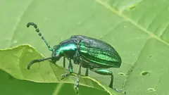 Escaravelho verde-azulado sobre uma folha