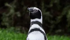 pingüino de Magallanes