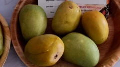 आम 