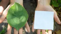 விலை உயரும் கழிவறை காகிதம் - இந்த தாவரம் தீர்வாக இருக்குமா? 