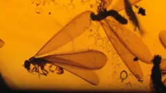 વરસાદ બાદ પાંખોવાળાં મકોડા અચાનક કેમ ફૂટી નીકળે છે