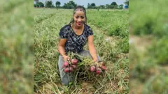 Barakat Warquu oyiruu qonnaa shunkurtii keessatti