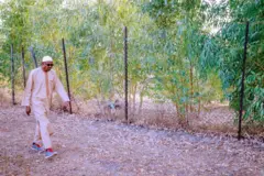 Aworan Aworan Aarẹ ana, Mohammadu Buahri        