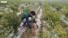 ખેડૂત