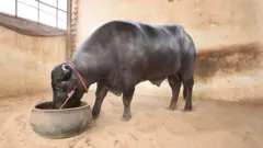 मुर्रा राँगा