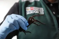 tarantula