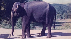 ఏనుగు