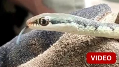SNAKE RESCUE