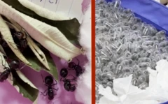 ஒரு எறும்பு சுமார் ரூ.21,000 - கடத்த முயன்றவருக்கு சிறை