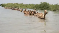 કચ્છ, ચેર, મેંગ્રોવ્ઝ, ખારાઈ ઊંટ