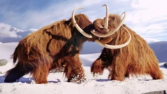 ภาพจำลองช้างแมมมอธขนยาวขณะต่อสู้กัน