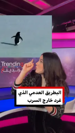 ما قصة البطريق "العدمي" الذي خرج عن السرب ولم يعد؟