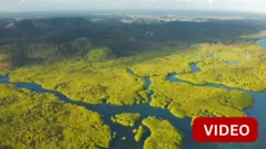 அமேசான்