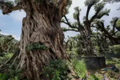 İzmir'deki zeytin ağaçları