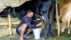 नेपाली दुग्ध कृषक