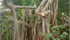 মাদারীপুরের বটগাছটির শাখা প্রশাখা কেটে ফেলা হয়েছে
