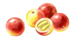 Ilustração mostrando camu-camus