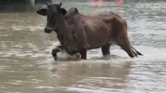 प्रतीकात्मक तस्वीर
