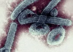 Le virus de Marburg