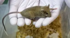  Балким, бир күнү ЖИ аркасы менен медициналык сыноолорго жаныбарларды колдонуунун кереги жок болуп калат.