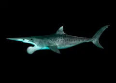 Una ilustración 3D de helicoprion.
