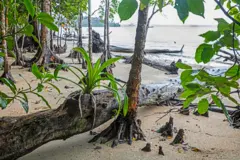 Mangrove