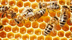 Abejas depositando miel en las celdas de un panal