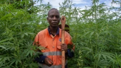 the interior ministry is responsible for issuing the licenses