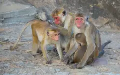 இலங்கை குரங்கு