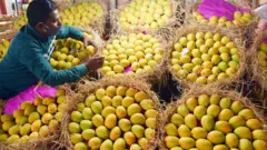 हापूस आंबा