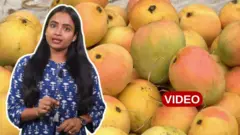 మామిడిపండ్లపై కథనం