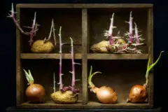 आलु र प्याज उमारिँदै