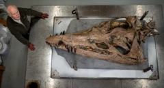 Foto of 2m-long pliosaur skull