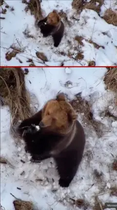 වලසෙකු ශිශිරතරණයෙන් අවදි වන අයුරු ඩ්‍රෝන කැමරාවක සටහන්  වෙයි